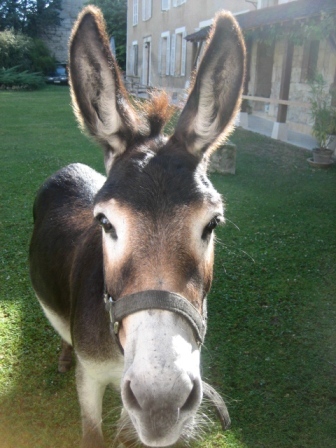 L'�ne Bambou -- Cliquez pour voir l'image en entier